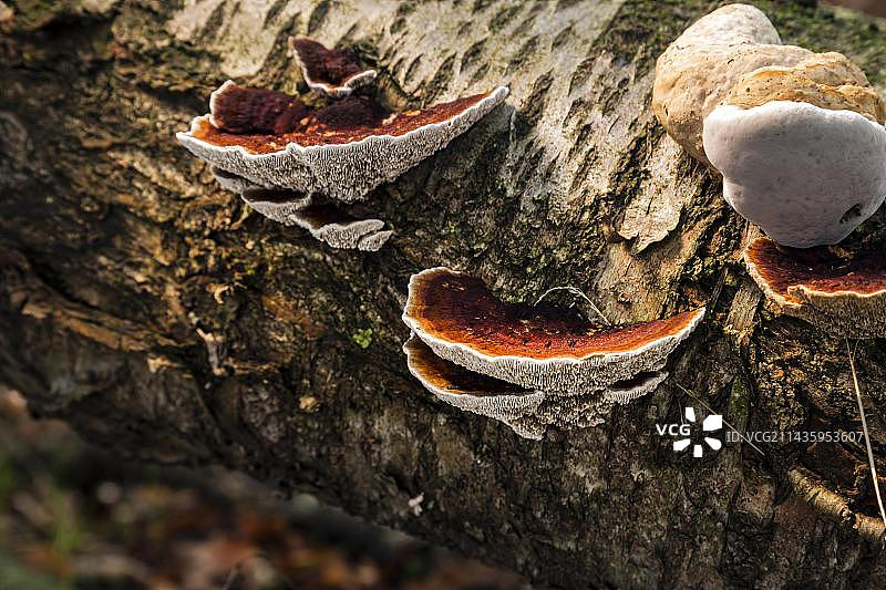 树木真菌：烧焦的褶孔菌图片素材