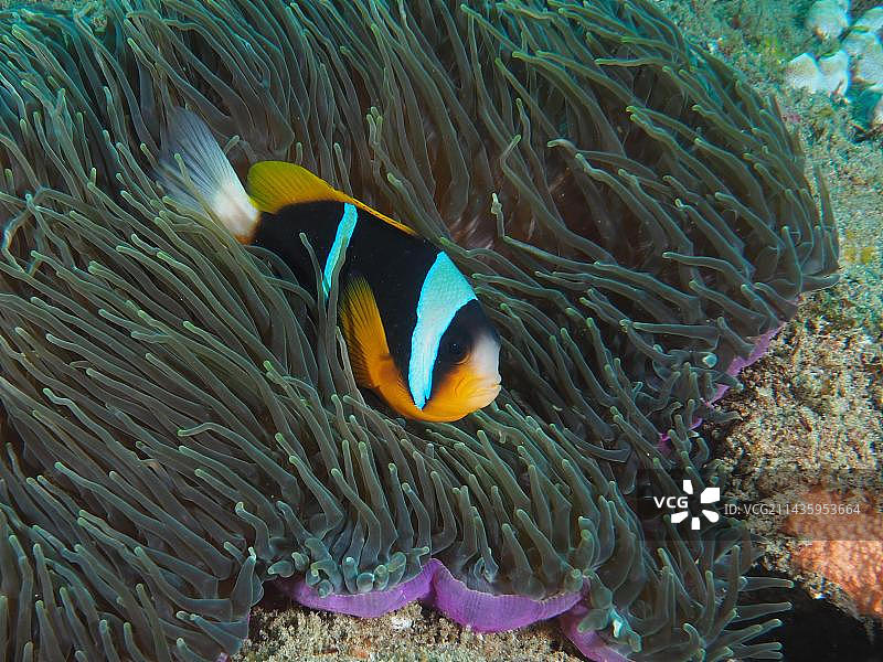 阿拉德小丑鱼(Amphiprion allardi)在其辉煌的海葵(Heteractis magnifica)， Sodwana湾国家公园潜水点，马普塔兰海洋保护区，夸祖鲁纳塔尔，南非，非洲图片素材