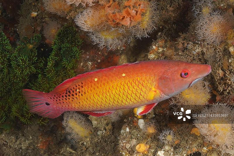 狄安娜猪齿鱼图片素材