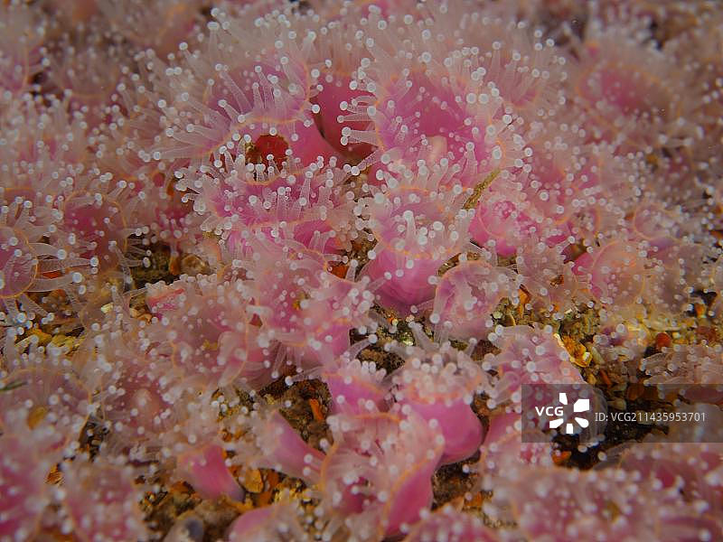 草莓海葵（环形珊瑚），海葵，好望角福尔斯湾，南非开普敦，非洲图片素材