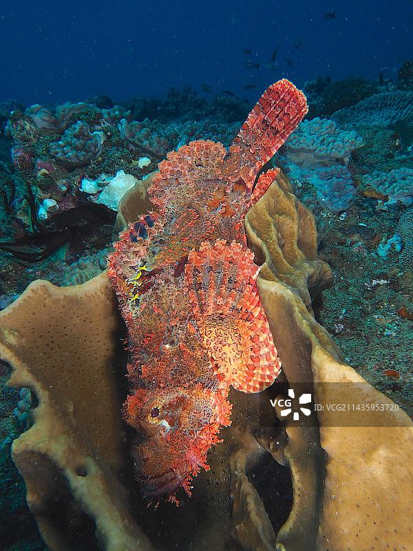 毒蝎鱼栖息在海绵中，位于南非夸祖鲁-纳塔尔省索德瓦纳湾国家公园潜水点图片素材