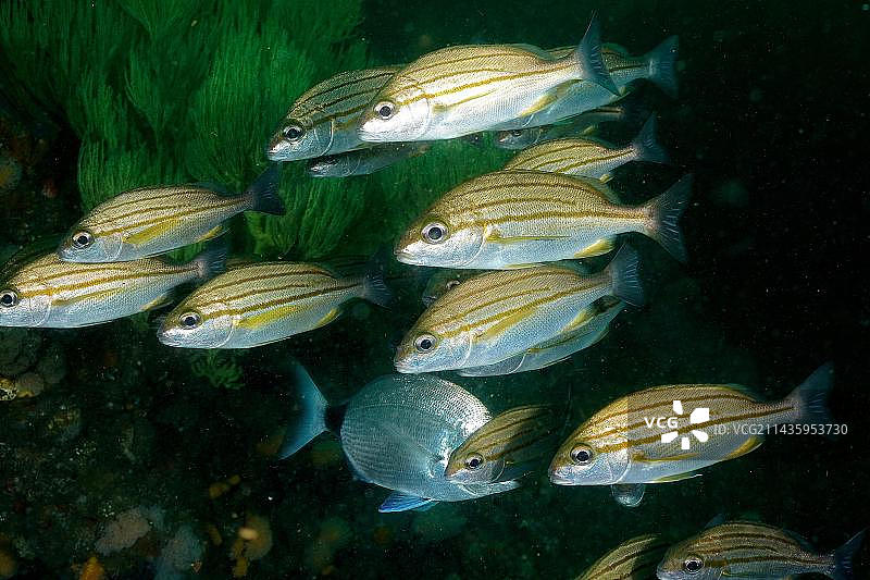 南非阿里瓦尔浅滩的条纹石鲈鱼群图片素材