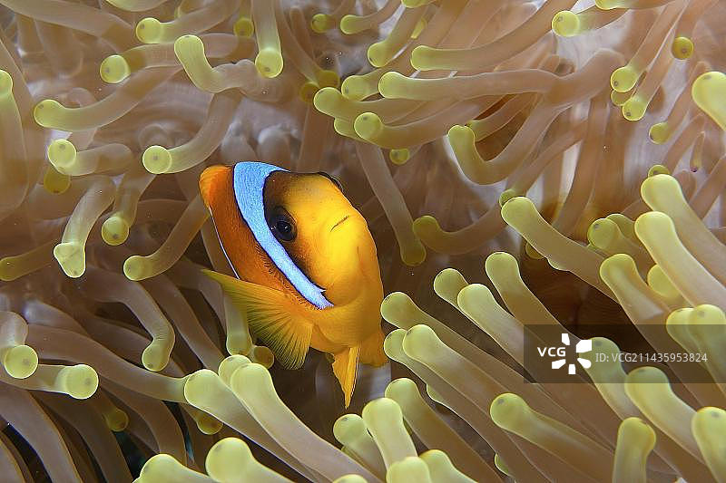 红海双带海葵鱼图片素材