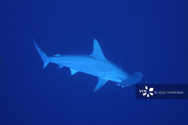 锤头鲨，纯蓝色背景。埃及代达罗斯礁潜水点，红海，非洲图片素材