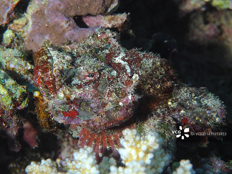 埃及红海埃尔库塞尔红树林湾潜水点的伪装蝎子鱼图片素材