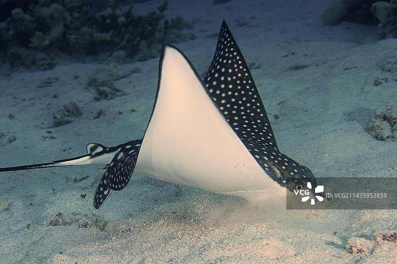 spotted eagle ray (Aetobatus narinari) foraging, Dive site House Reef Mangrove Bay, El Quesir, Egypt, Red Sea, Africa图片素材