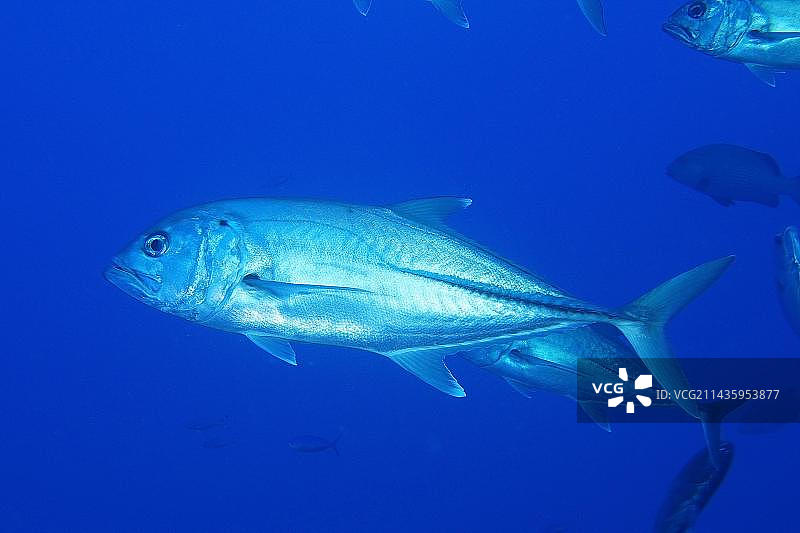 大眼马鲛（Caranx sexfascatius），穆罕默德角国家公园潜水点，埃及西奈半岛，红海，非洲图片素材