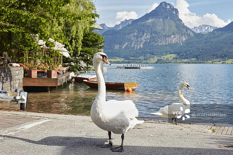 疣鼻天鹅，奥地利沃尔夫冈湖圣沃尔夫冈图片素材