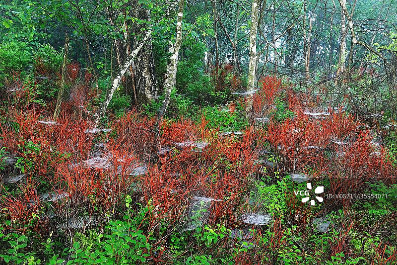 德国巴登-符腾堡的普通红瑞木图片素材