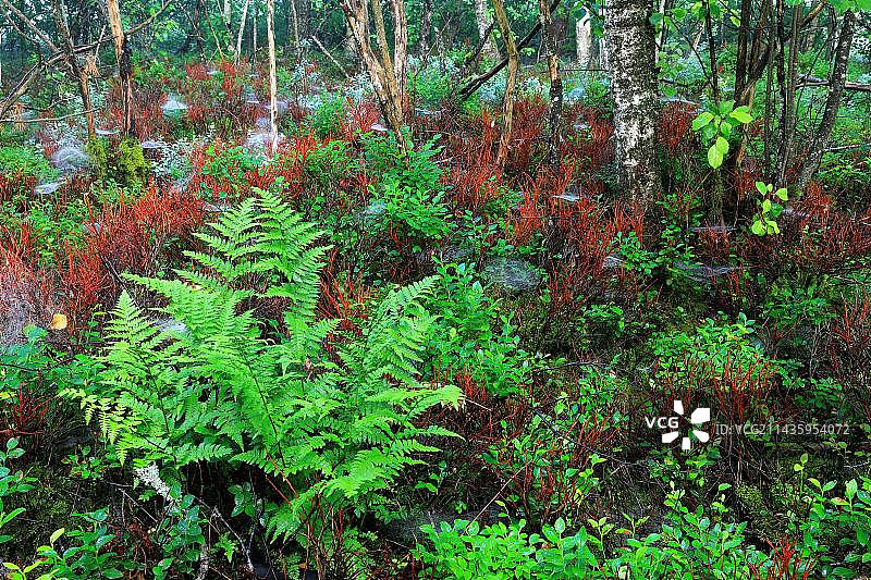 欧洲德国森林里的荚果蕨、红瑞木、桦树和蜘蛛网图片素材