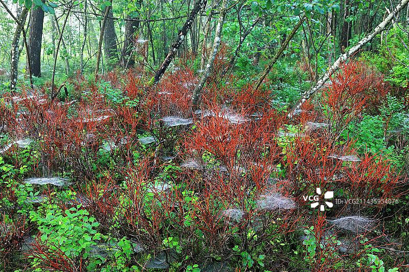 德国巴登-符腾堡的普通红瑞木图片素材