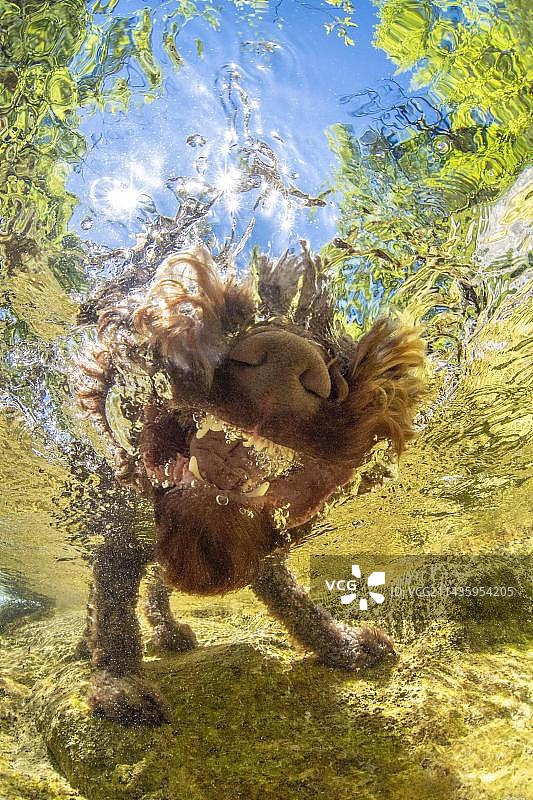 水下拍摄：石灰岩阿尔卑斯国家公园的山涧与拉戈托罗马阁犬，奥地利图片素材