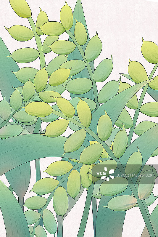 小满节气插画图片素材