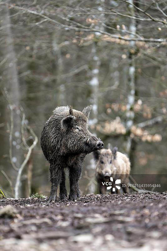 野猪（Sus scrofa），德国莱茵兰-普法尔茨州图片素材