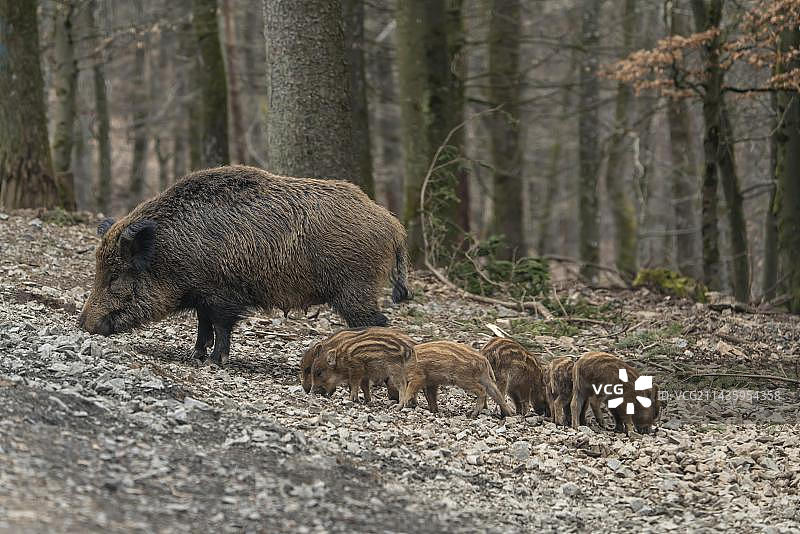 野猪（Sus scrofa），带着小猪的母猪，德国莱茵兰-普法尔茨火山埃ifel图片素材