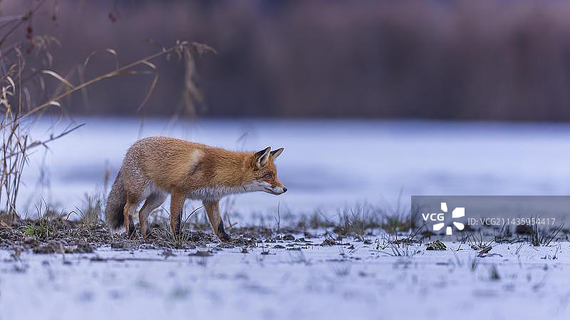 赤狐冬季捕猎场景，德国图片素材