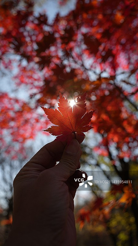 长春南湖深秋枫叶红图片素材