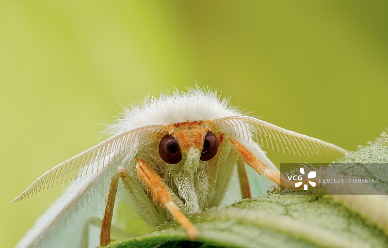 新生蛾图片素材