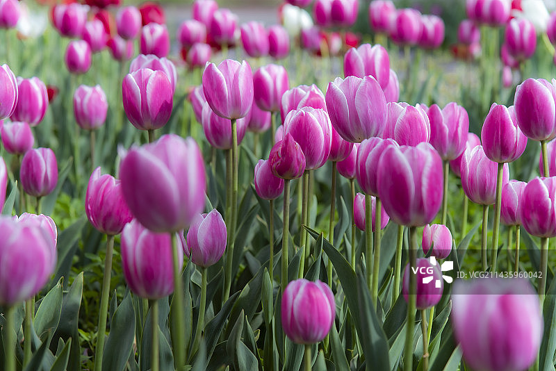 郁金香图片素材