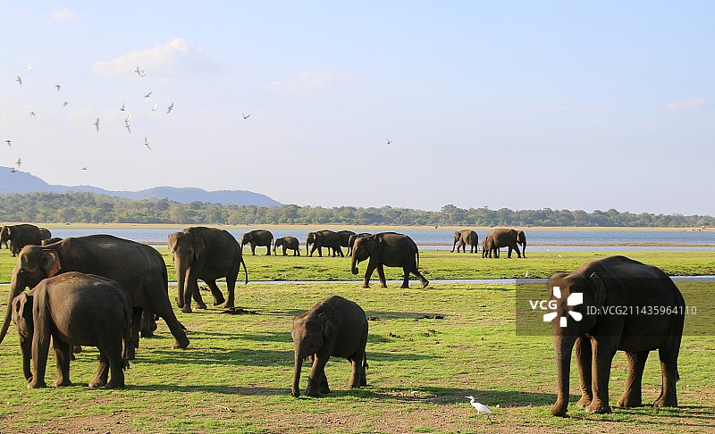 米内瑞亚国家公园Minneriya NationalPark图片素材
