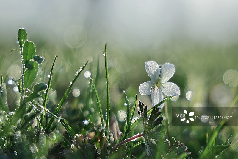 清晨，白色地丁花图片素材