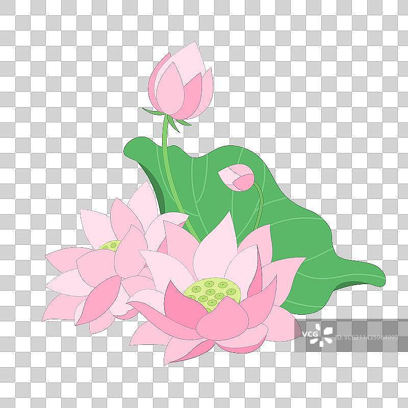 荷花花簇图片素材
