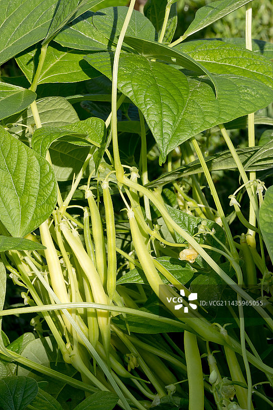 矮生豆“Aramis”图片素材