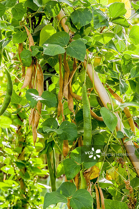 蔓生豆“Goldfield”图片素材