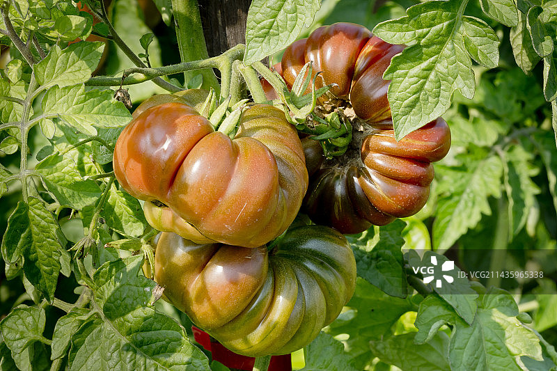 紫色卡拉巴什番茄图片素材