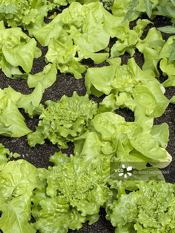 Appia结球莴苣，Doree de Printemps巴达维亚莴苣图片素材