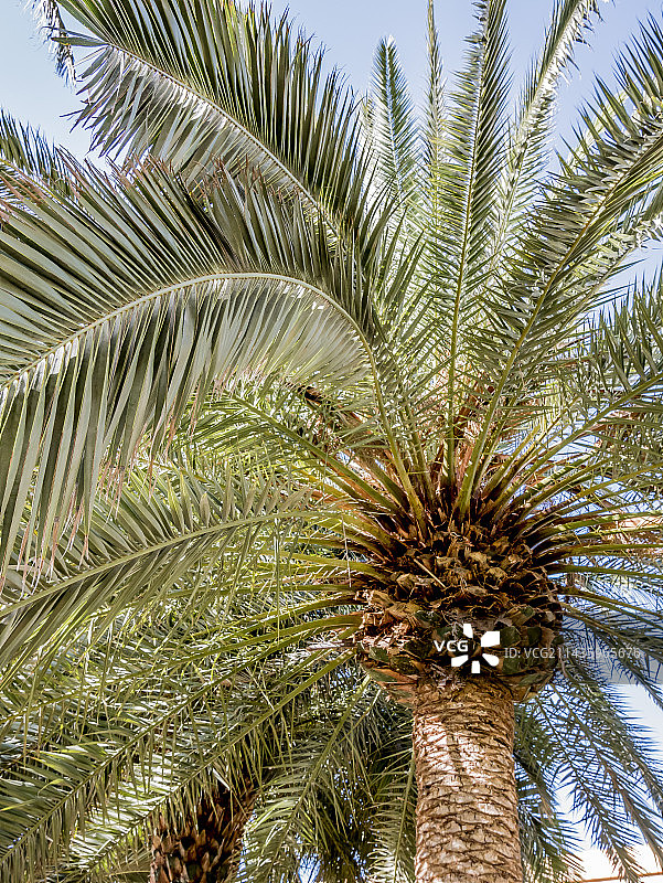 加拿利海枣图片素材