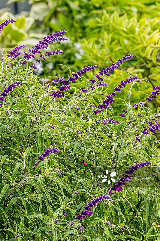 圣巴巴拉银叶鼠尾草图片素材