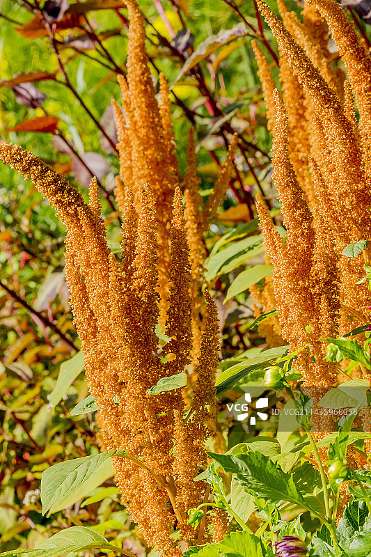 金巨人红苋图片素材