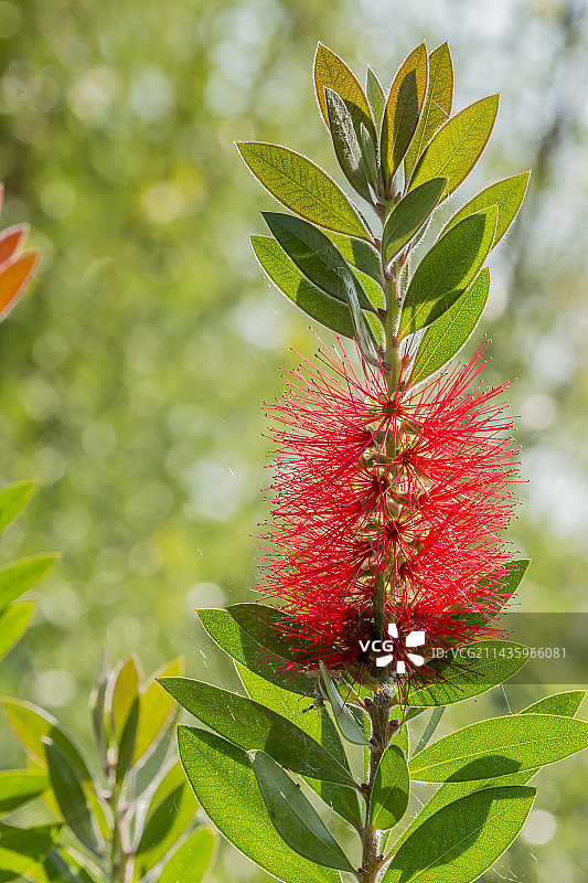 红千层图片素材