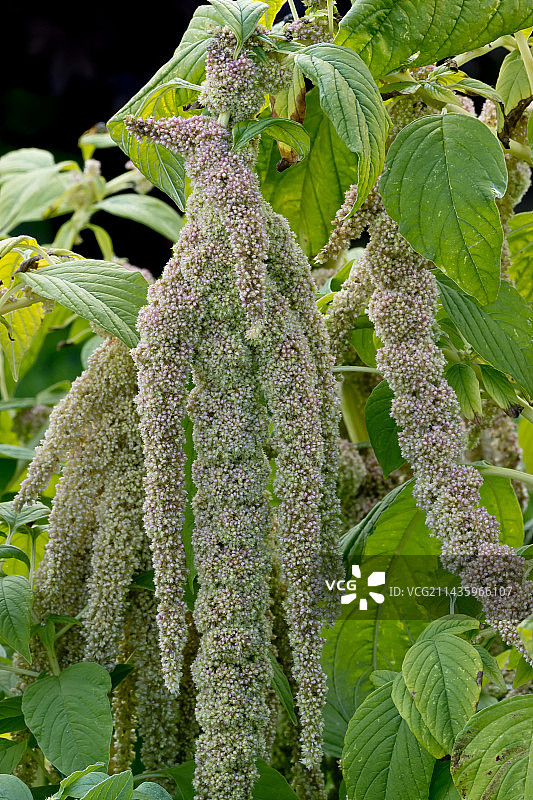 尾穗苋图片素材