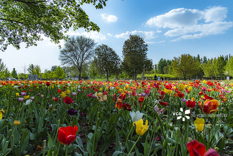 北京国际鲜花港图片素材