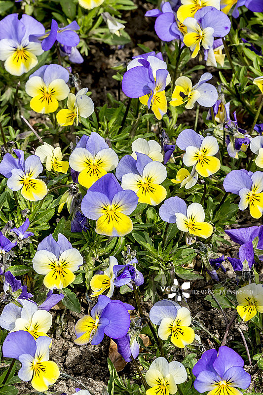 黄色和蓝色三色堇图片素材