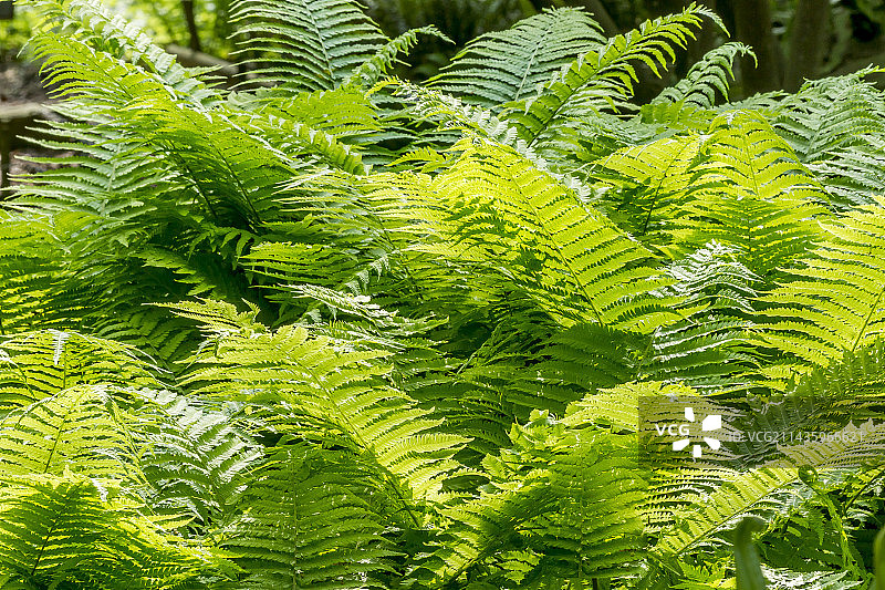 华丽鳞毛蕨图片素材