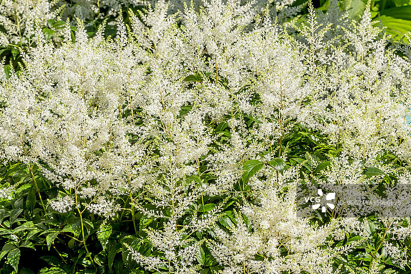 落新妇 格莱斯顿图片素材