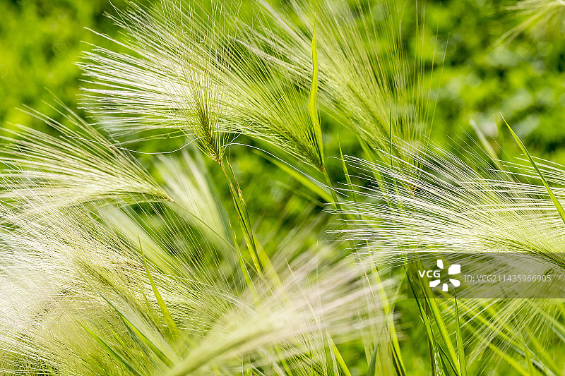 野大麦图片素材