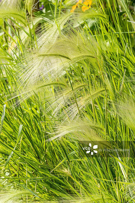 野大麦图片素材