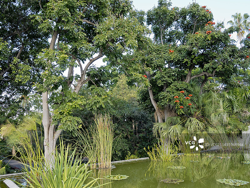 西班牙特内里费岛奥罗塔瓦植物园的慈姑、纸莎草、睡莲、非洲郁金香图片素材