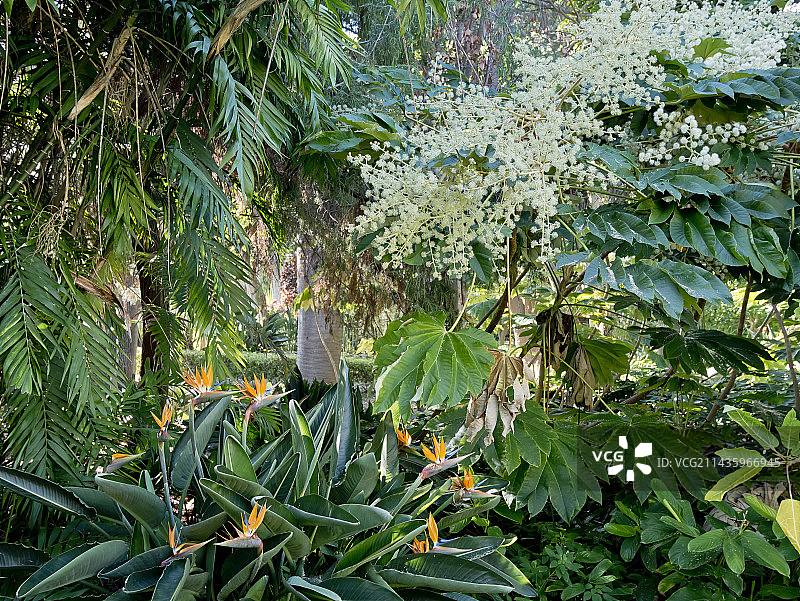 鹤望兰、柯列蒂亚针灌木，奥罗塔瓦气候适应花园，德拉克鲁斯港，特内里费岛，加那利群岛，西班牙图片素材