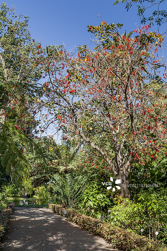 红脉刺桐图片素材