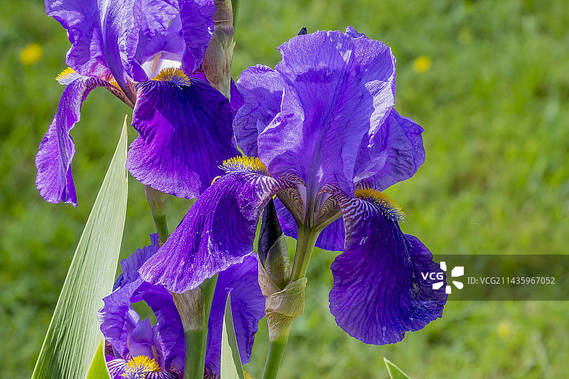 德国鸢尾花图片素材