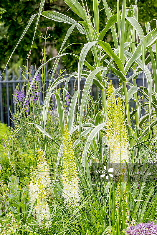 ‘布鲁图斯’独尾草，花叶芦竹图片素材