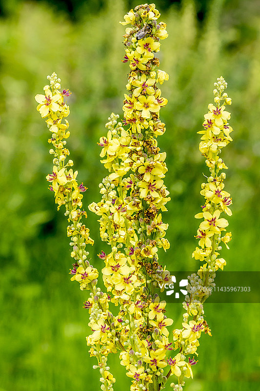 毛蕊花图片素材