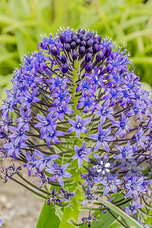 加勒比蓝宝石海葱图片素材