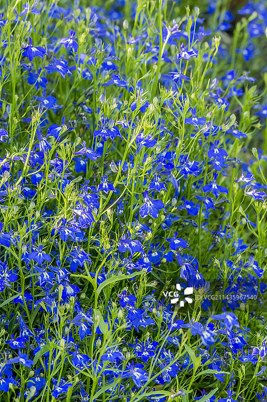 垂叶半边莲“萨菲尔”图片素材