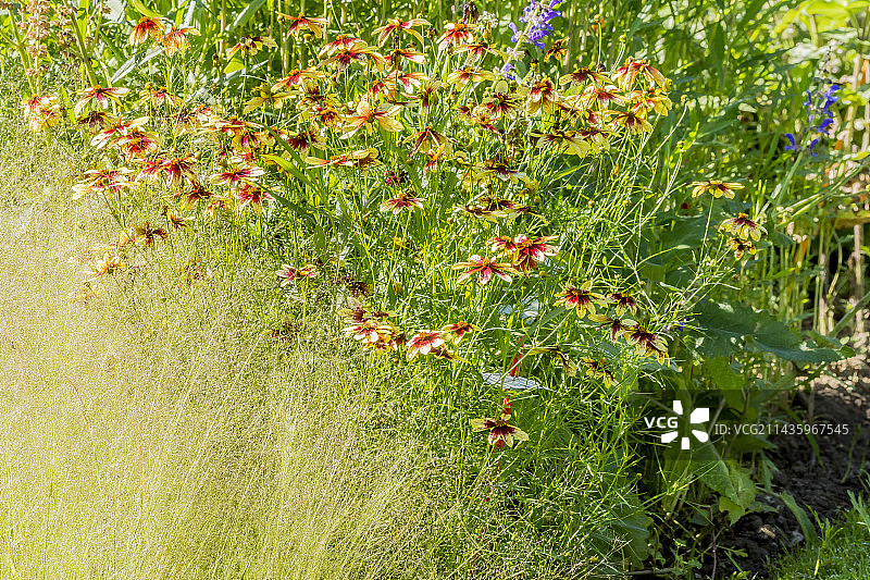 轮叶金鸡菊，细茎针茅图片素材